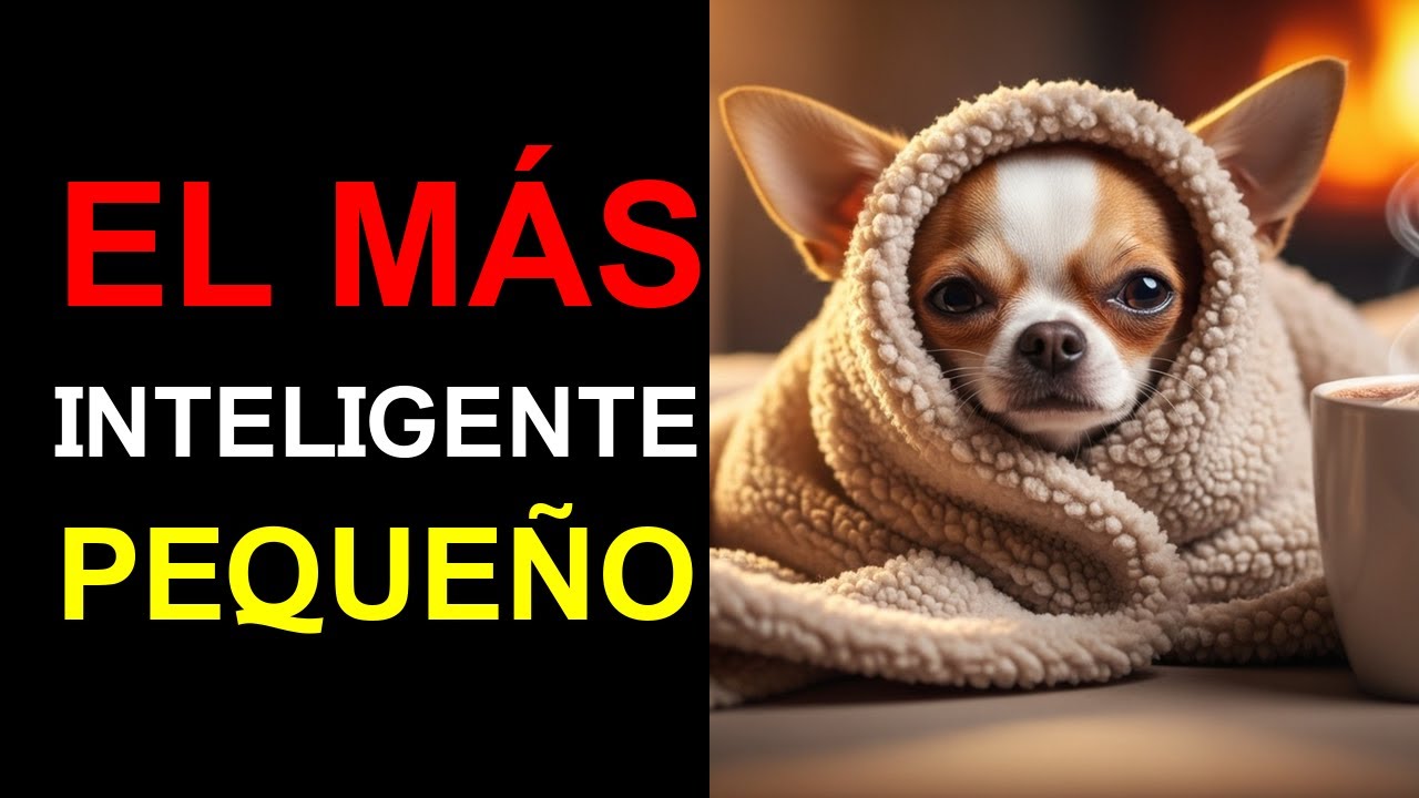 CALENTADOR Viviente y PROTECTOR — Las Habilidades DESCONOCIDAS de los Chihuahuas Te ASOMBRARÁN