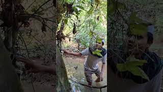 Menemukan Anakan Burung Sogon short sogon