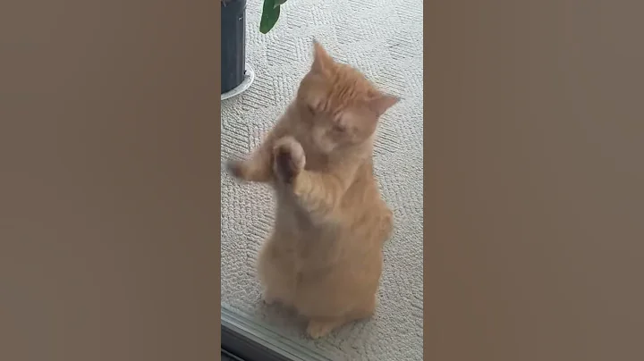 Kitty just wants to come in the house.