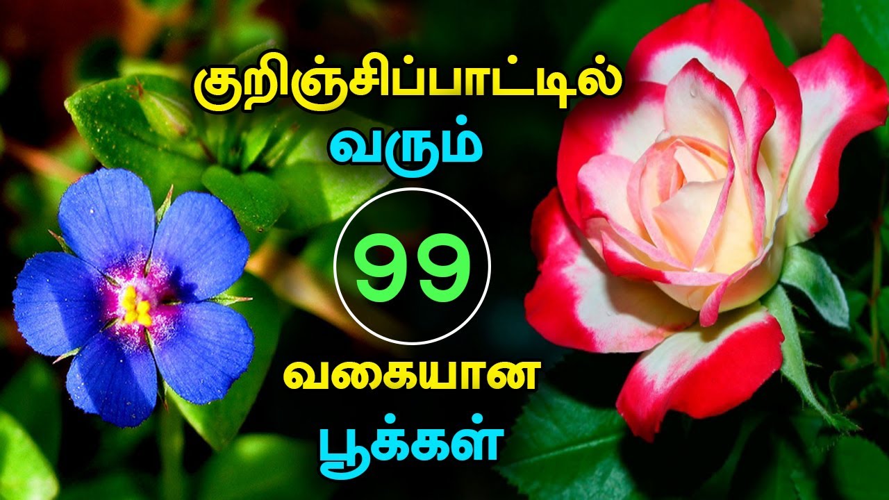Collection of 99 Tamil Flowers Described in Kurunjipaatu