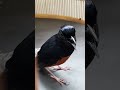 Shama bird Việt Nam vẻ đẹp đầy nội lực #nguyễnnhân #choelua #shamabird #shorts #muraibatu