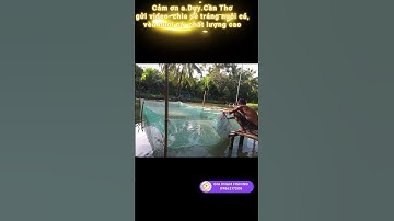 24h Đầu Tiên Với Tráng Nuôi Cá – Vèo Nuôi Cá Cước 3mm Siêu Bền | Gia Phạm Fishing #shorts