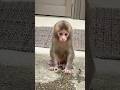 たくさん歩けるようになりまちた🐒✨リクくん#淡路島モンキーセンター #ニホンザル #ニホンザルの赤ちゃん #cute