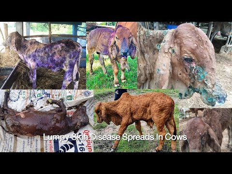 วีดีโอ: Fistulated Cows - นักบุญแห่งสัตว์โลก - รักษาวัวป่วยด้วยโคเนื้อดี