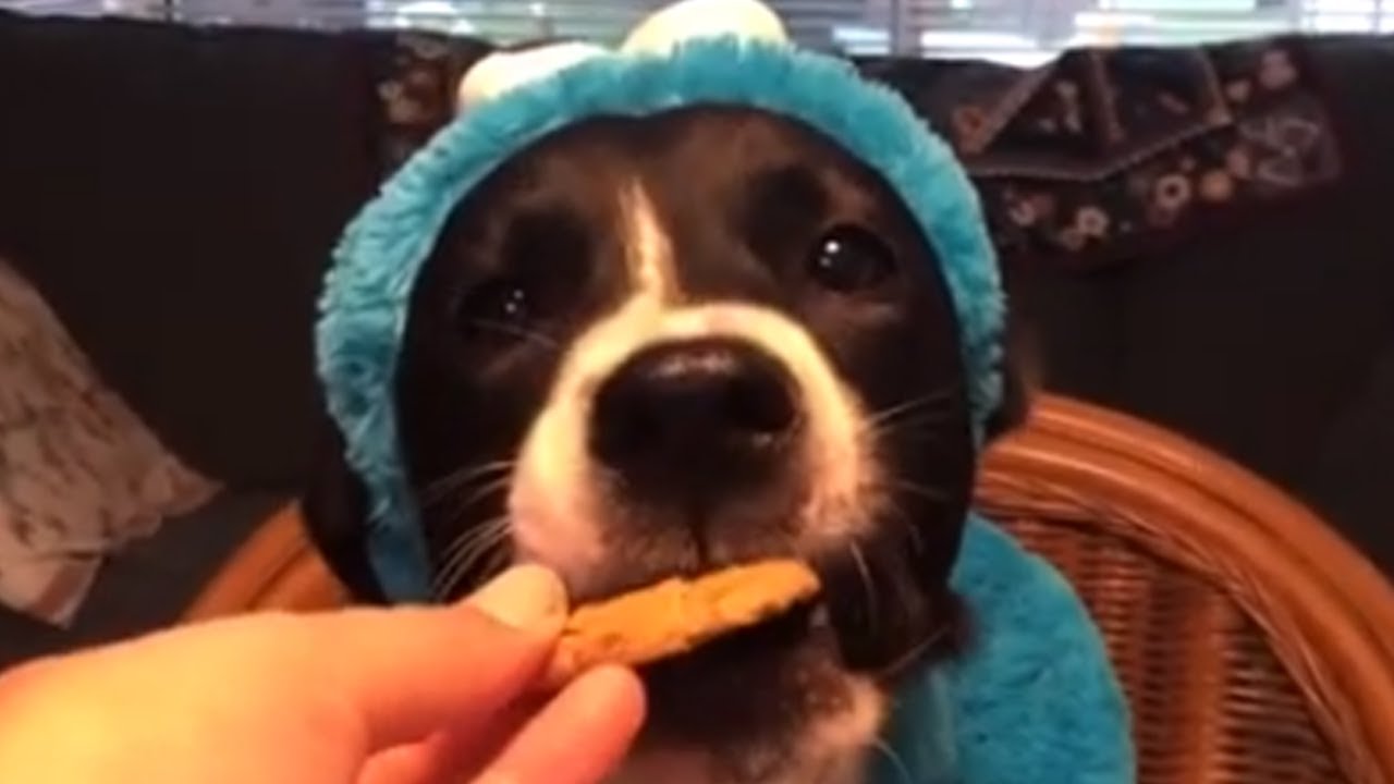 Dog eats cookie in 'Cookie Monster' costume YouTube