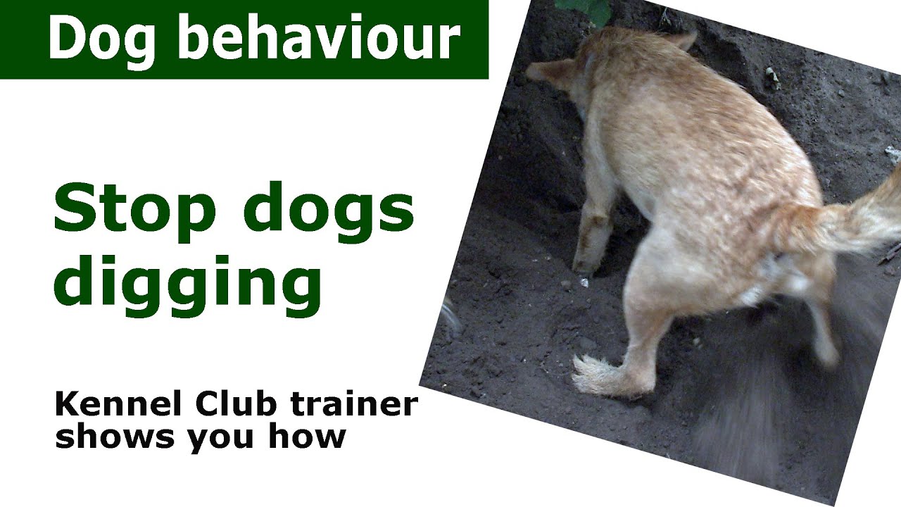 How to stop a dog from digging expert dog training advice YouTube
