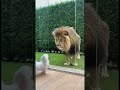 brave dog                                                          #tech #ai #artificialintelligence