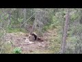 Охота на медведя на приваде, живая съёмка