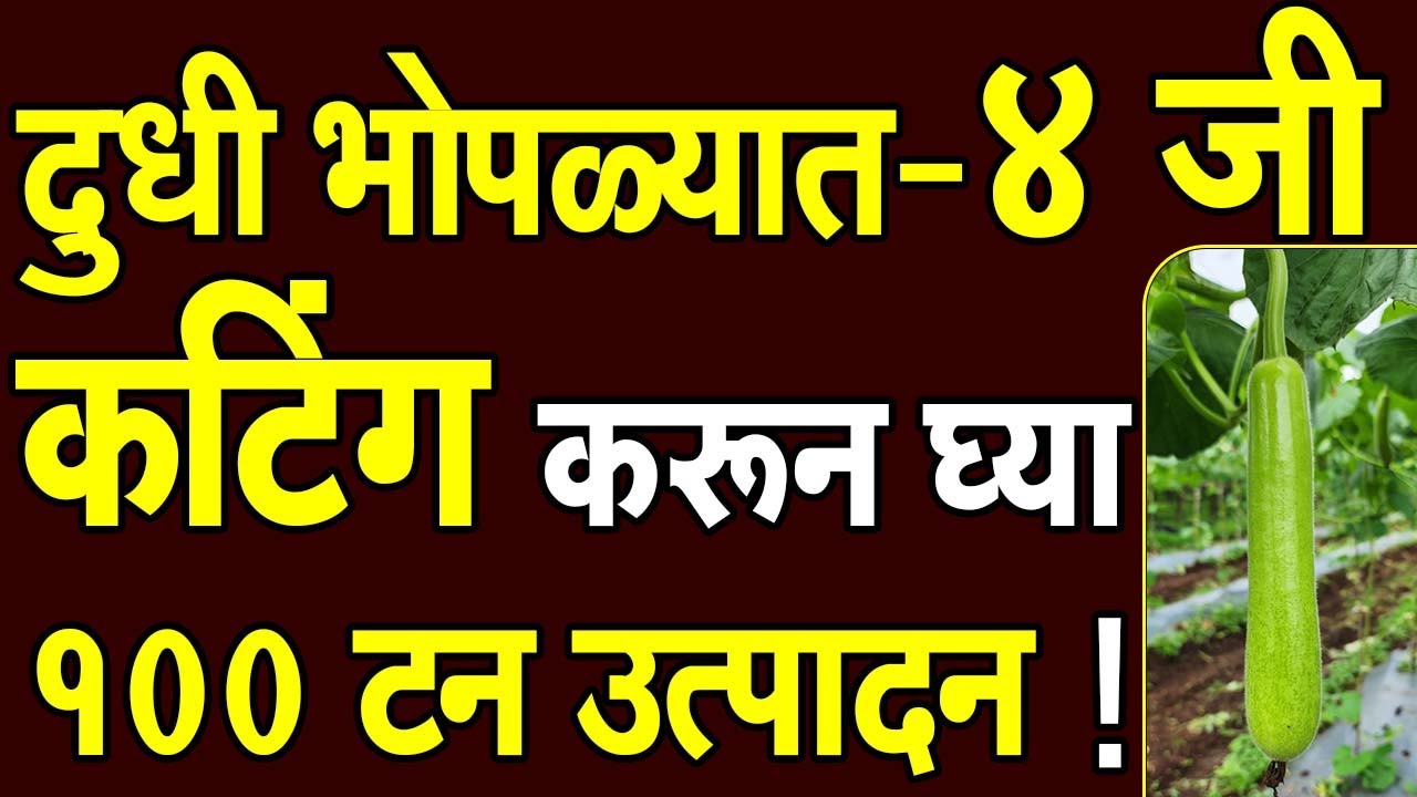 दुधी भोपळ्यात -४ जी कटिंग करून घ्या १०० टन उत्पादन।#Doctor_Kisan#लागवड#farming#slurry#rate#भाजीपाला।