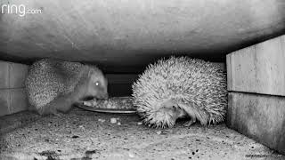 Wild hedgehog slowly unrolling himself