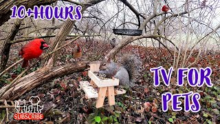 Dog & Cat TV 😺🐶📺 | Squirrels & Birds 🐿🐦 |  Videos for Pets & their People  | All Day Entertainment by Four Paws TV 17,647 views 1 year ago 10 hours, 2 minutes