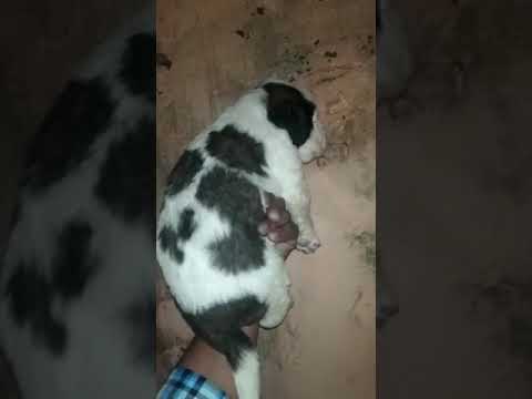 Saint Bernard Female puppy Sale Dogshub 9950330009 saint bernard dog mix