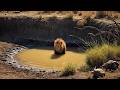 Topi Male Lion Ukingo Male chilling in water | Masaimara | Today