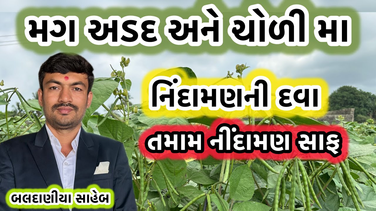 મગ અડદ અને ચોળી માં નીંદામણ એક વાર માં સાફ @GJ4FARMING