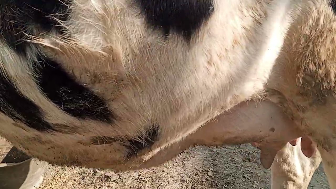 Top quality heifer available At Gondal Mandi Attock 03185973058 