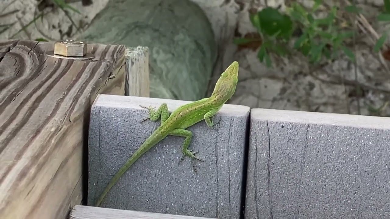 St  George Island, Florida   4K