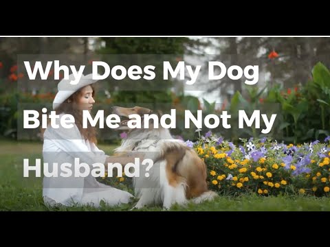 Why Does My Dog Bite Me And Not My Husband