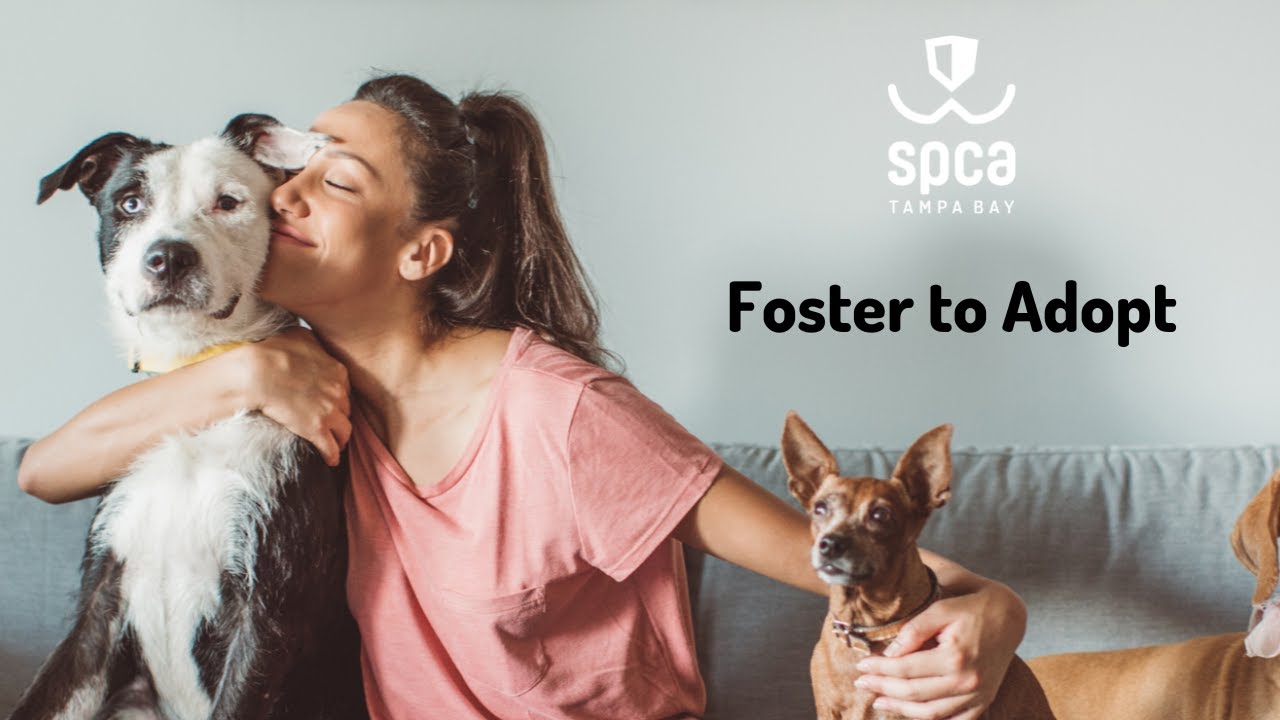 A New Foster to Adopt a Shelter Dog From SPCA Tampa Bay