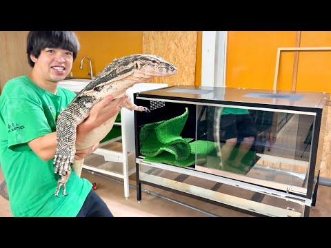 I moved a monitor lizard over 2m long into a breeding facility
