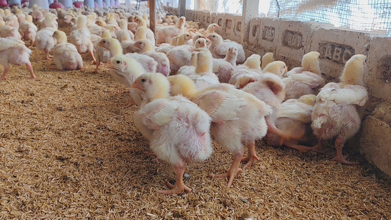 सोहिल पोल्ट्री फार्म 13 दिन का बच्चा।🐤🐤🐣🐣🐣🐣🐣🐣