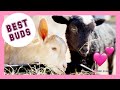 Special Needs Baby Goat and Tiny Bouncy Lamb are the Cutest BFFs