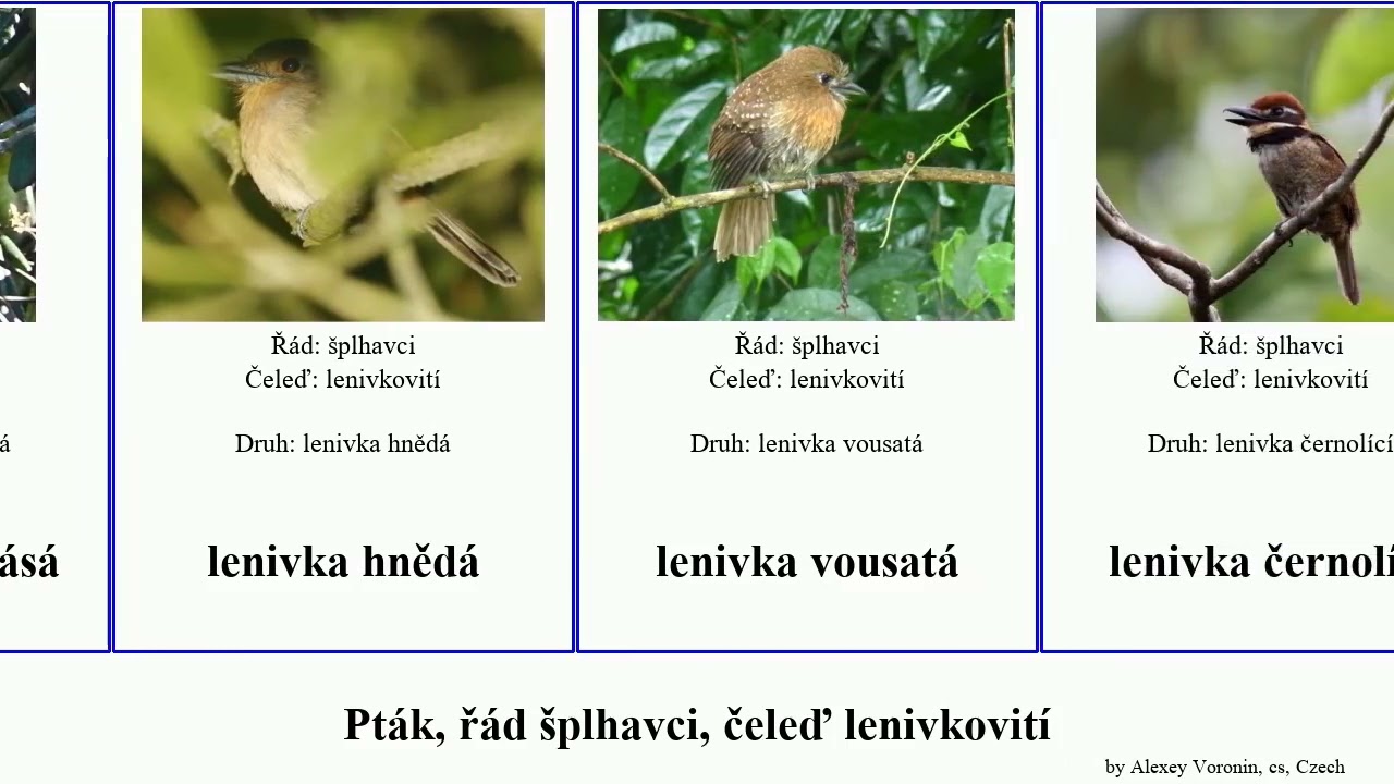 Pták, řád šplhavci, čeleď lenivkovití lenivka bird čárkovaná Piciformes běločelá černolící Cattle