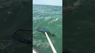 Big red drum almost broke the net! #charterfishing #hatterasisland #fishing #redfish