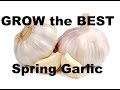 Grow the BEST Spring Garlic With This Super Simple Method