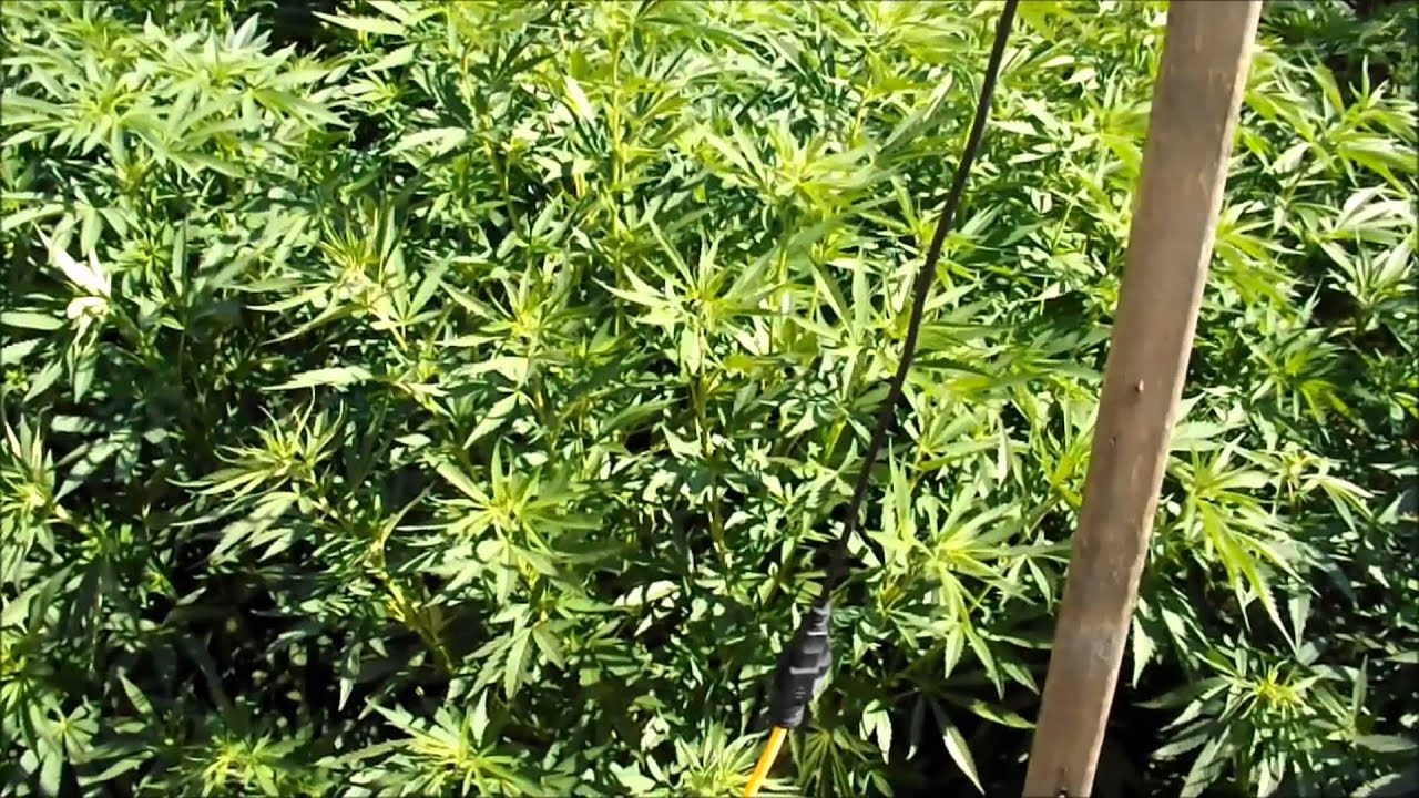 2014 ESC and Flower Initiator Project, Installment 9