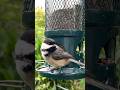 Little Chickadee Enjoys Breakfast While Staying Alert 🐤🥰🍳 #backyardbirds