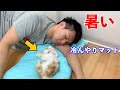 初めて冷んやりマットに触れた子猫の反応はこちら(マンチカン)