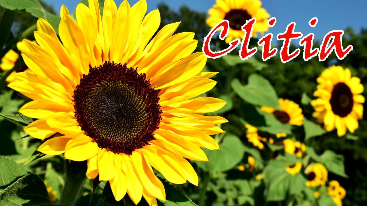 La Metamorfosis Clitia YouTube la-metamorfosis-clitia-youtube
