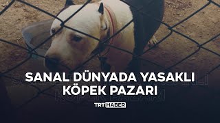 Sanal dünyada köpek pazarı screenshot 5