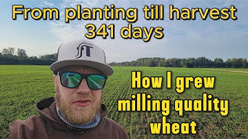 How I Grew My Milling Quality Wheat "Perenaise"