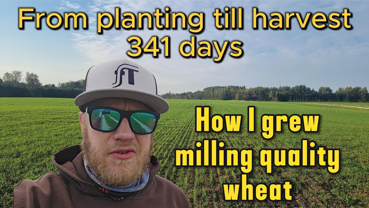 How I Grew My Milling Quality Wheat 