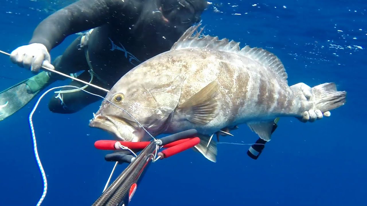 Σφυρίδα  14 kgr - 48m  (White Grouper) Babis Plastourgos - Dimitris Vosios