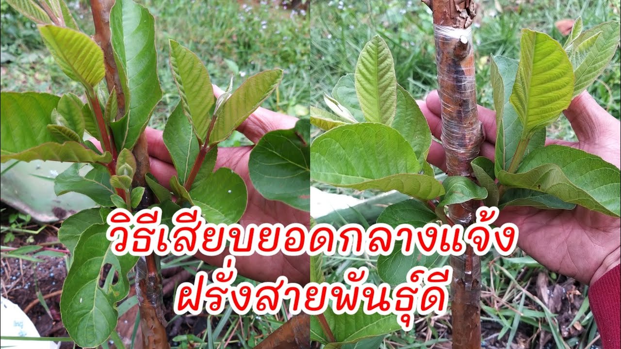 ฝรั่งสายพันธุ์ไต้หวัน เสียบยอดกลางแจ้ง ด้วยยอดพันธุ์ดี สนใจเรียนรู้ โทร0624872660 ไอดีไลน์ peat872