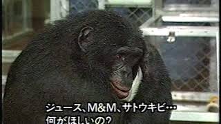 ボノボ カンジとパンバニーシャ 天才ザルが見せた驚異の記録 Youtube