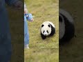羨ましい! パンダの飼育員がパンダの赤ちゃんを「散歩」させる | iPanda パンダ楽園 #shorts