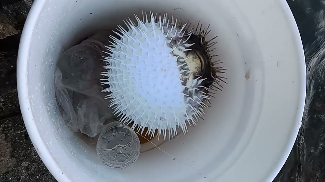 Sour sap fish/ Puffer fish caught while fishing in jamaica