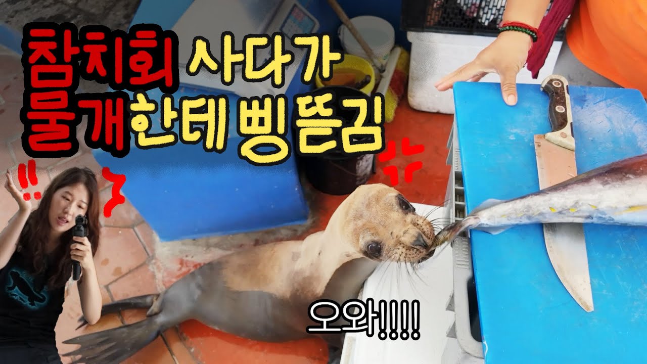 갈라파고스에가면 물개🦭도 있고 펠리컨🦤도 있고 바다이구아나🦎도 있고 | 갈라파고스 01 🇪🇨