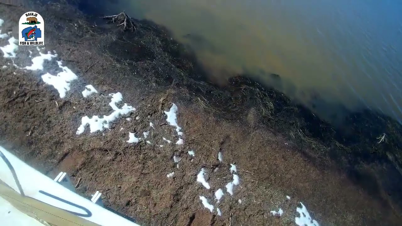 Ganado Lake Grass Carp Stocking The Navajo Nation YouTube