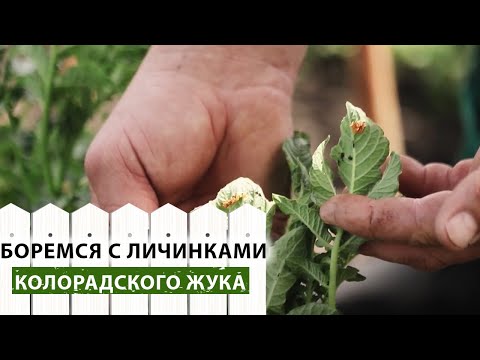 Борьба с личинками колорадского жука на картофеле.