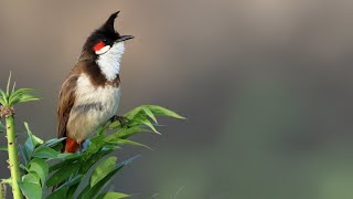 Download lagu Burung bulbul berjanggut merah betina