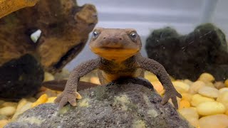 Endangered Mazama newts lay eggs at Oregon Zoo for first time