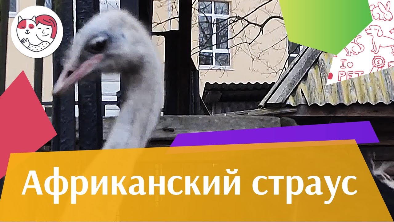 питомцы кукол лол Африканский страус Внешний вид на ilikepet