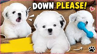 Cutest dog you'll see today ๐ถ | Hey Rover
