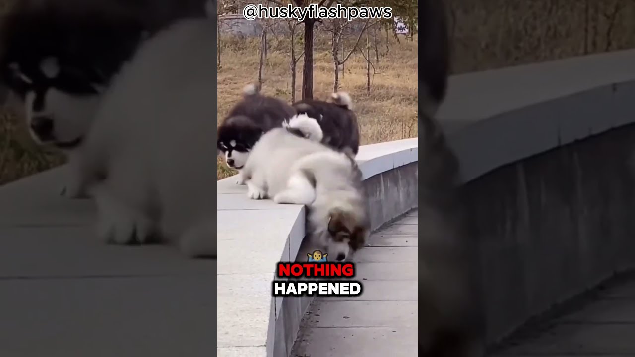 Clumsy Malamute Moments Goofy Sweet Full Of Fluff 