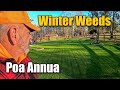Winter Lawn Weeds , Poa Annua and Pre Emergent