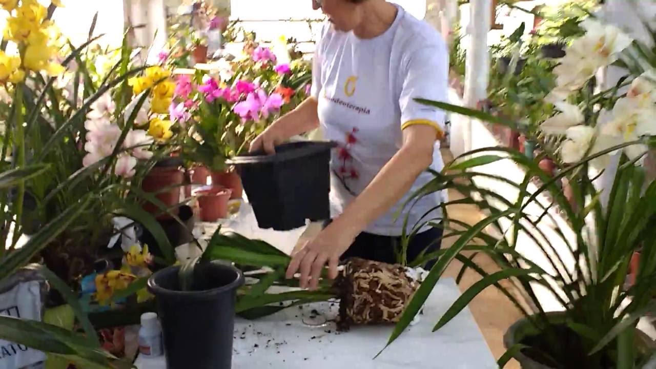 Técnica de replante de Cymbidium por Teresinha Kunz